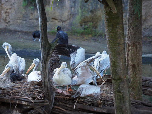 Pink-backed Pelican #2