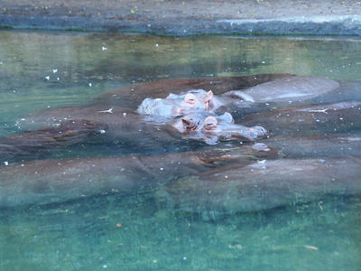 Nile Hippopotamus #3