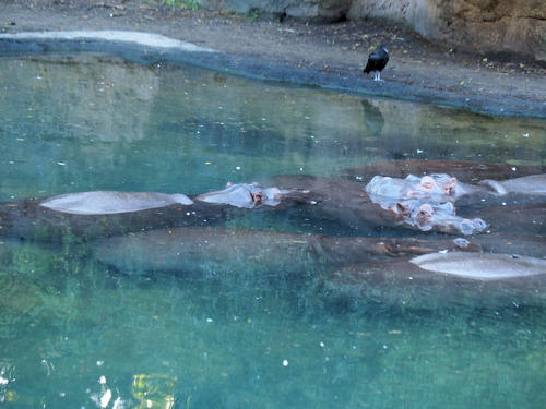 Nile Hippopotamus #4