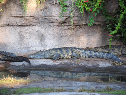 Nile Crocodile
