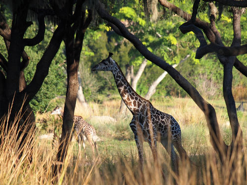 Reticulated Giraffe #2