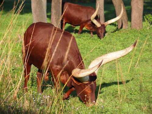 Anikole Cattle #2