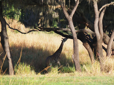 Reticulated Giraffe #3