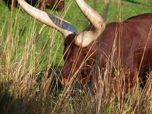 Anikole Cattle #4