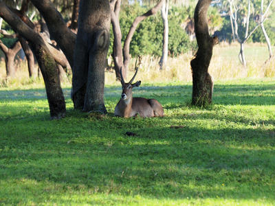 Eland #2