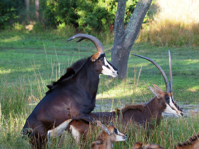 Doing what comes naturally