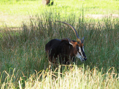 Sable Antelope