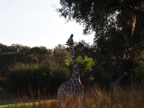 Reticulated Giraffe #4