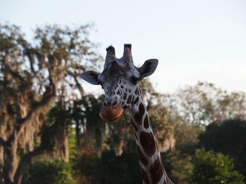 Reticulated Giraffe #5