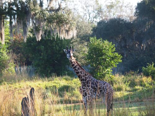 Reticulated Giraffe #6