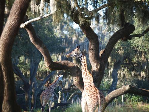 Reticulated Giraffe #8