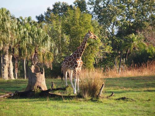 Reticulated Giraffe #9