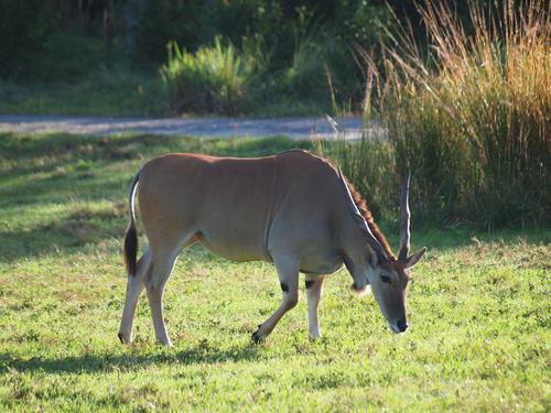 Eland #6
