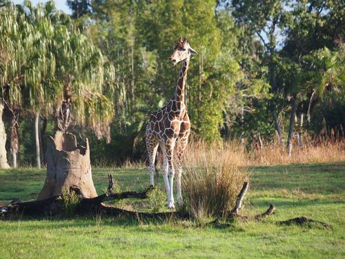 Reticulated Giraffe #10