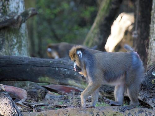 Mandrill