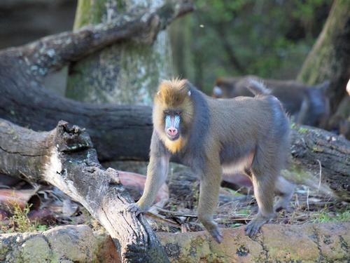 Mandrill #2
