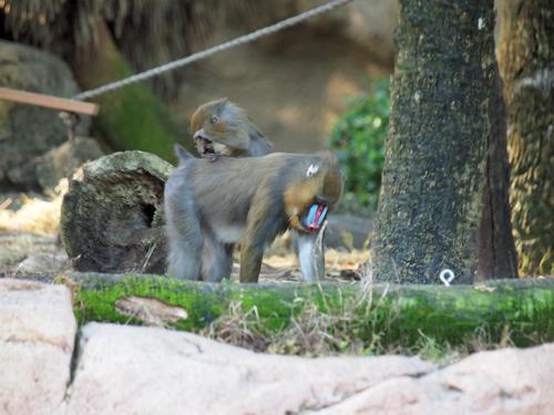 Mandrill #6