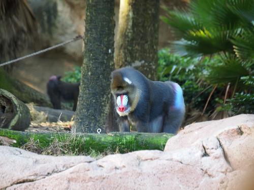 Mandrill #10