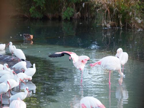Greater flamingos #2