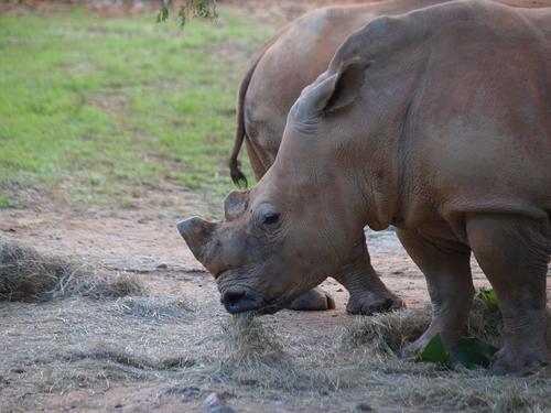 White Rhinoceros #3