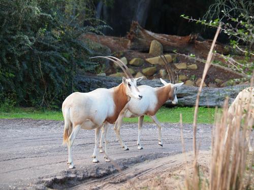 Scimitar-Horned Oryx