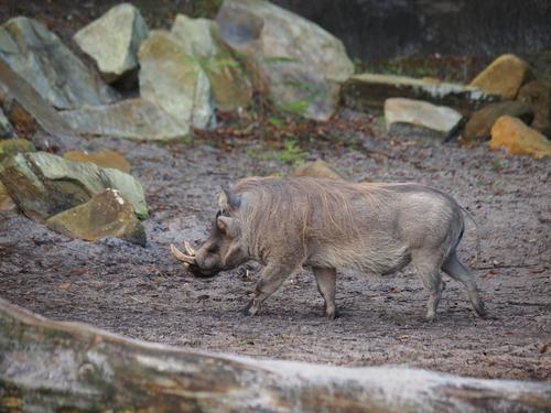 Warthog #2