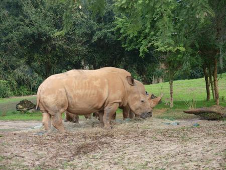 White Rhinoceros #5