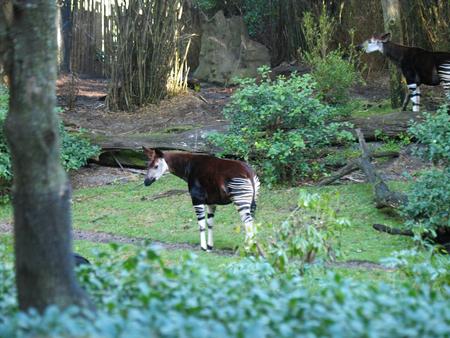 Okapi #3