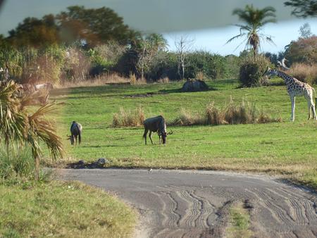 Wildebeast and giraffe
