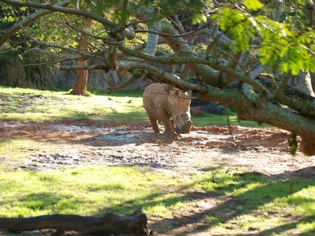 White Rhinoceros #6
