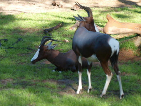Sable Antelope #8