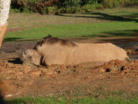 White rhinoceros #2