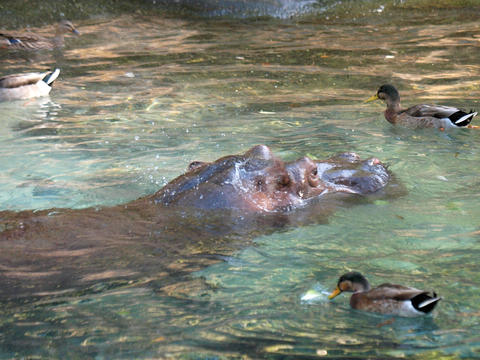 Nile Hippopotamus #5