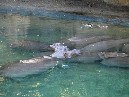 Nile Hippopotamus #7