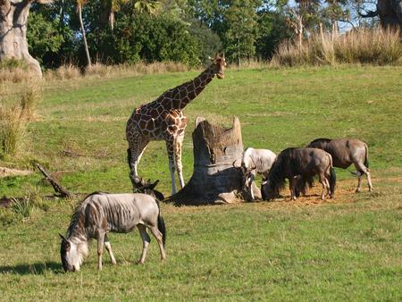 Wildebeast and giraffe #3