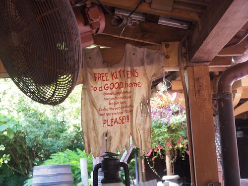 Free striped kittens