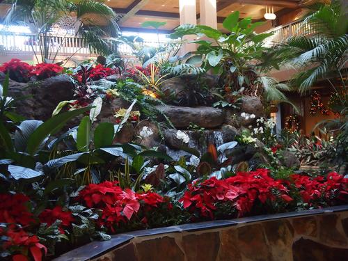 Poinsettias at the Polynesian hotel