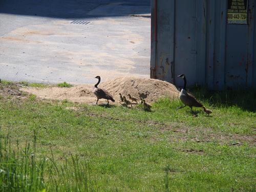 Goose family