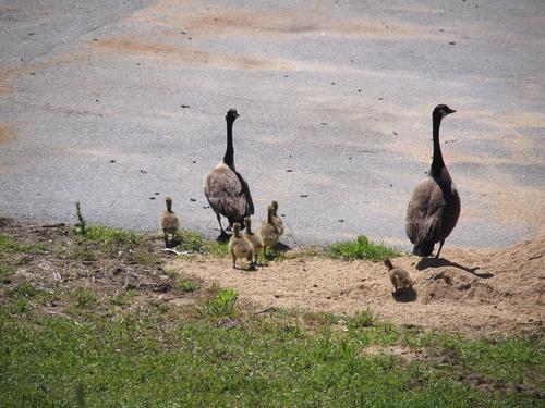 Goose crossing