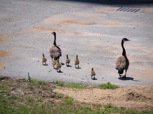 Goose crossing #2