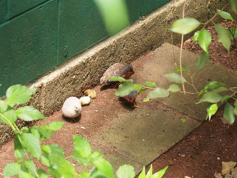 Newly hatched quail #3