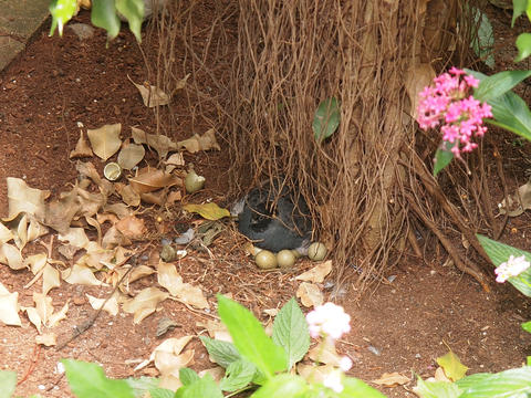 Waiting for the rest of the eggs to hatch