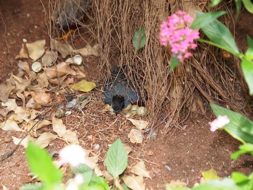 Waiting for the rest of the eggs to hatch #2