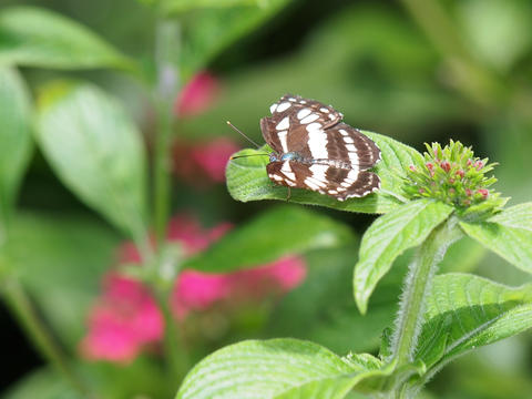 Black and white butterfly
