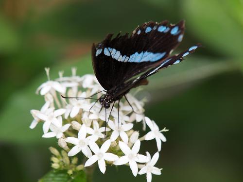 Black and blue butterfly