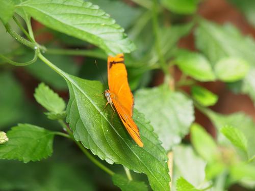 Orange butterfly