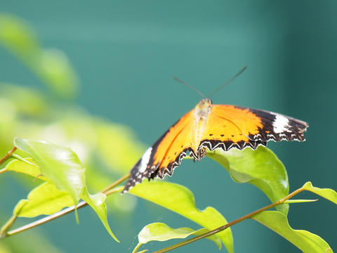 Orange and black butterfly