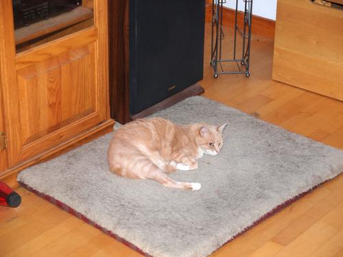 Go away Daisy, this is now my bed