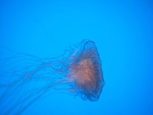 Jellyfish #3