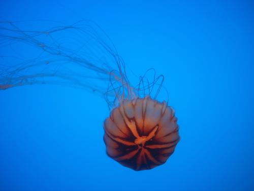 Jellyfish #4